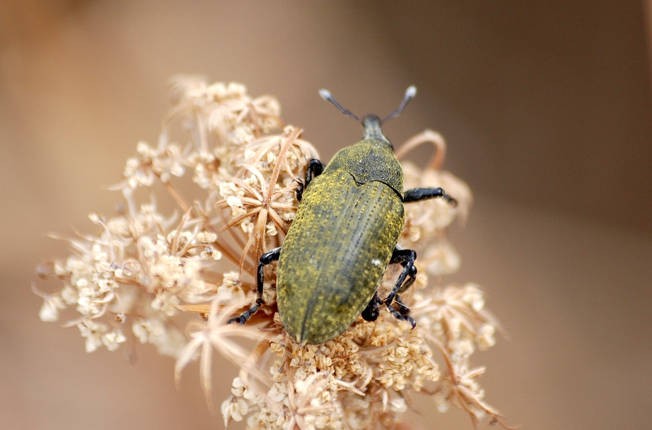 Larinus sp.